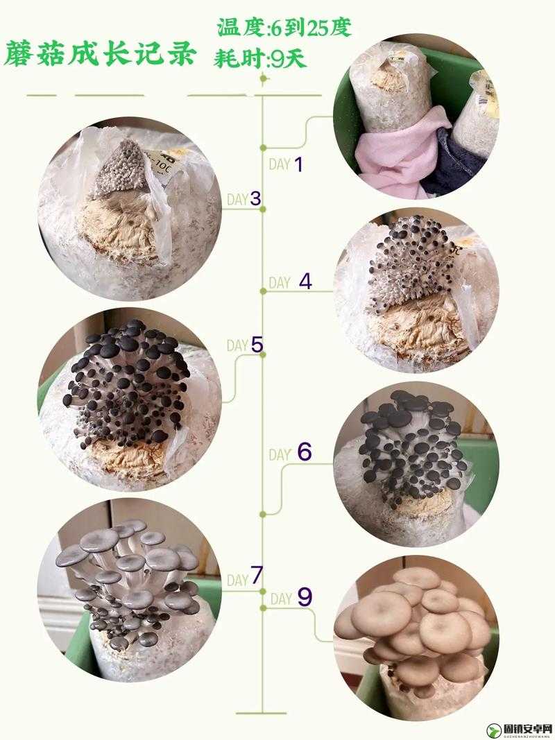 QQ农场蘑菇高效种植技巧与全面解析攻略指南